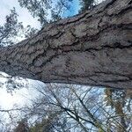 Pinus resinosa Bark