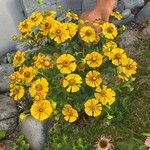 Helenium autumnaleKwiat