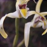Maxillaria endresii Flower