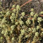 Teucrium dunense Fleur