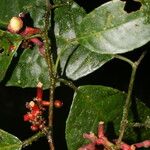 Sorocea trophoides Fruit
