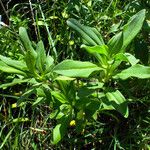 Saponaria officinalis Fuelha