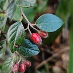 Cotoneaster simonsii Φρούτο