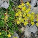 Saxifraga aizoides Flors