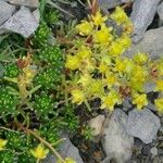 Saxifraga aizoides Flor