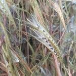 Epilobium brachycarpum Blad