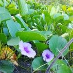 Ipomoea pes-caprae Feuille