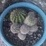 Echinocereus pectinatus Leaf