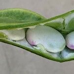 Phaseolus lunatus Fruit