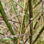 Salix myrsinifolia Kéreg