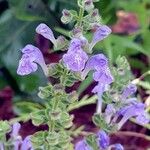 Scutellaria ovata Flower