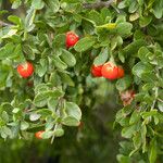 Lycium ferocissimum Fruit