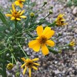 Tagetes lemmonii A.GrayKvet