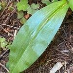 Clintonia andrewsiana Leaf