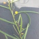 Chamaecrista mimosoides Blatt
