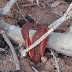 Hydnora africana برگ