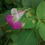 Impatiens balfourii Цвят