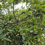 Malus sylvestris 整株植物