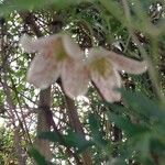 Clematis cirrhosa 花