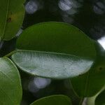 Ficus reflexa Leaf