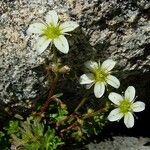 Saxifraga praetermissa Flower