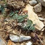 Helianthemum cinereum Leaf