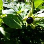 Atropa bella-donna Fruit