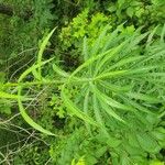 Lactuca canadensisFuelha