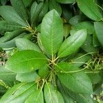 Rhododendron catawbiense Leaf