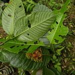 Palicourea guianensis Цвят