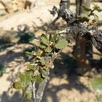 Quercus coccifera Levél