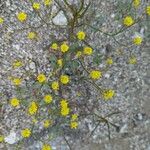 Eriogonum trichopes Blomst