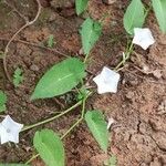 Ipomoea aquatica Habitatea