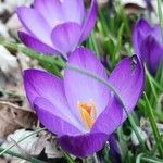 Crocus tommasinianusFlor