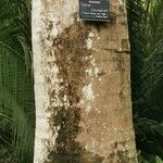 Sabal causiarum Bark