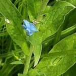 Cynoglossum amabile Φύλλο