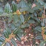 Ilex cornutaপাতা