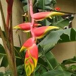 Heliconia rostrata Flower