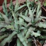 Cryptanthus lacerdae Leaf