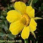 Geum reptans Flower