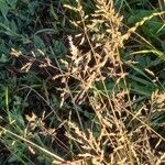 Puccinellia distans Fleur