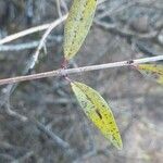 Ligustrum vulgare Ліст