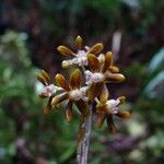 Dendrobium finetianum Flower