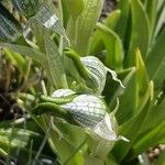 Chloraea magellanica Çiçek