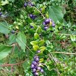 Rhaphithamnus spinosus Fruto