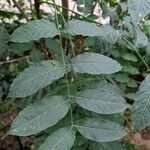 Swietenia mahagoni Ліст