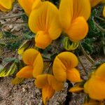 Lotus parviflorus 花