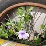 Ruellia tuberosa फूल
