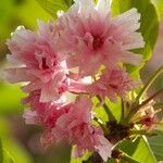 Prunus serrulata Λουλούδι