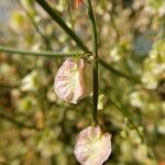 Rumex induratus ফুল